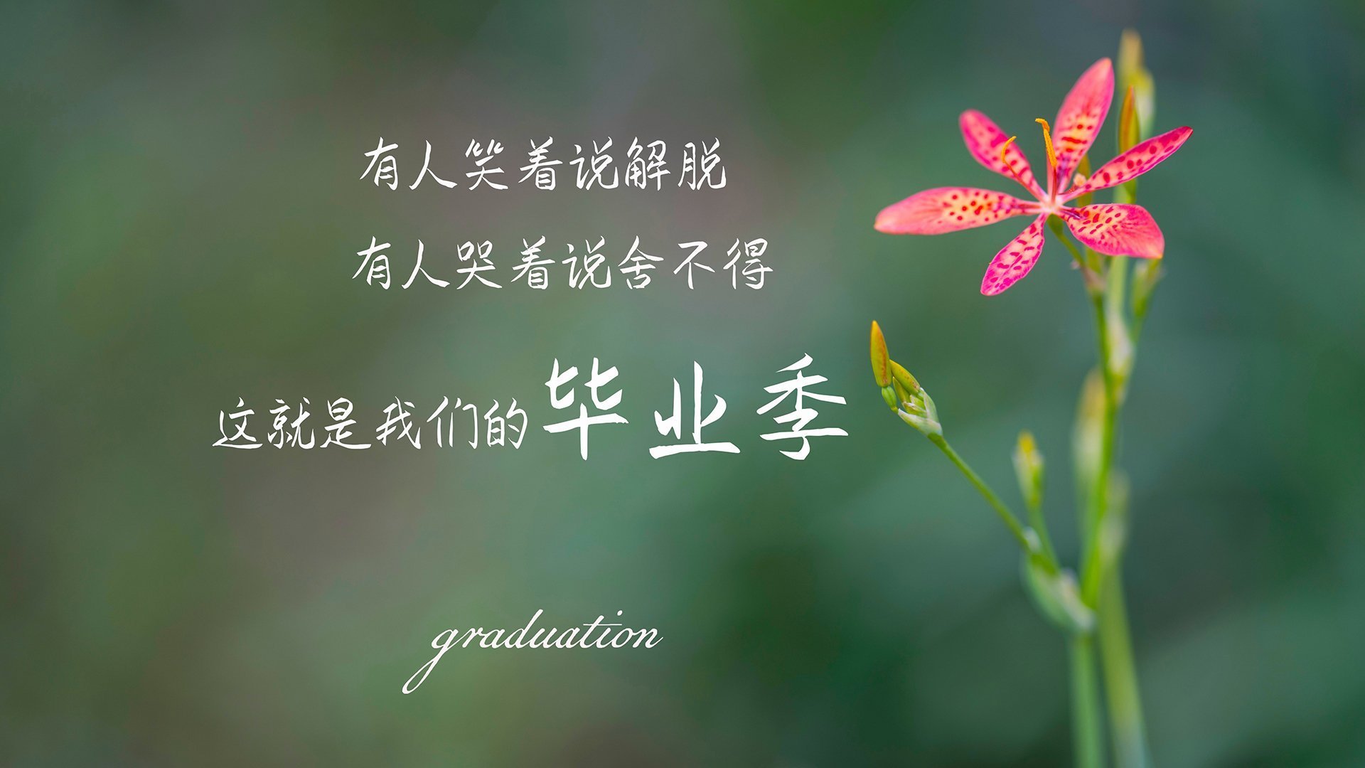 “高新体育中心武术赛：刀枪剑戟展现力量与美学的完美融合”